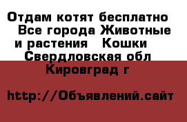 Отдам котят бесплатно  - Все города Животные и растения » Кошки   . Свердловская обл.,Кировград г.